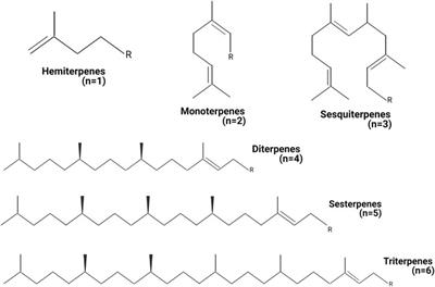 Therapeutic Applications of Terpenes on Inflammatory Diseases